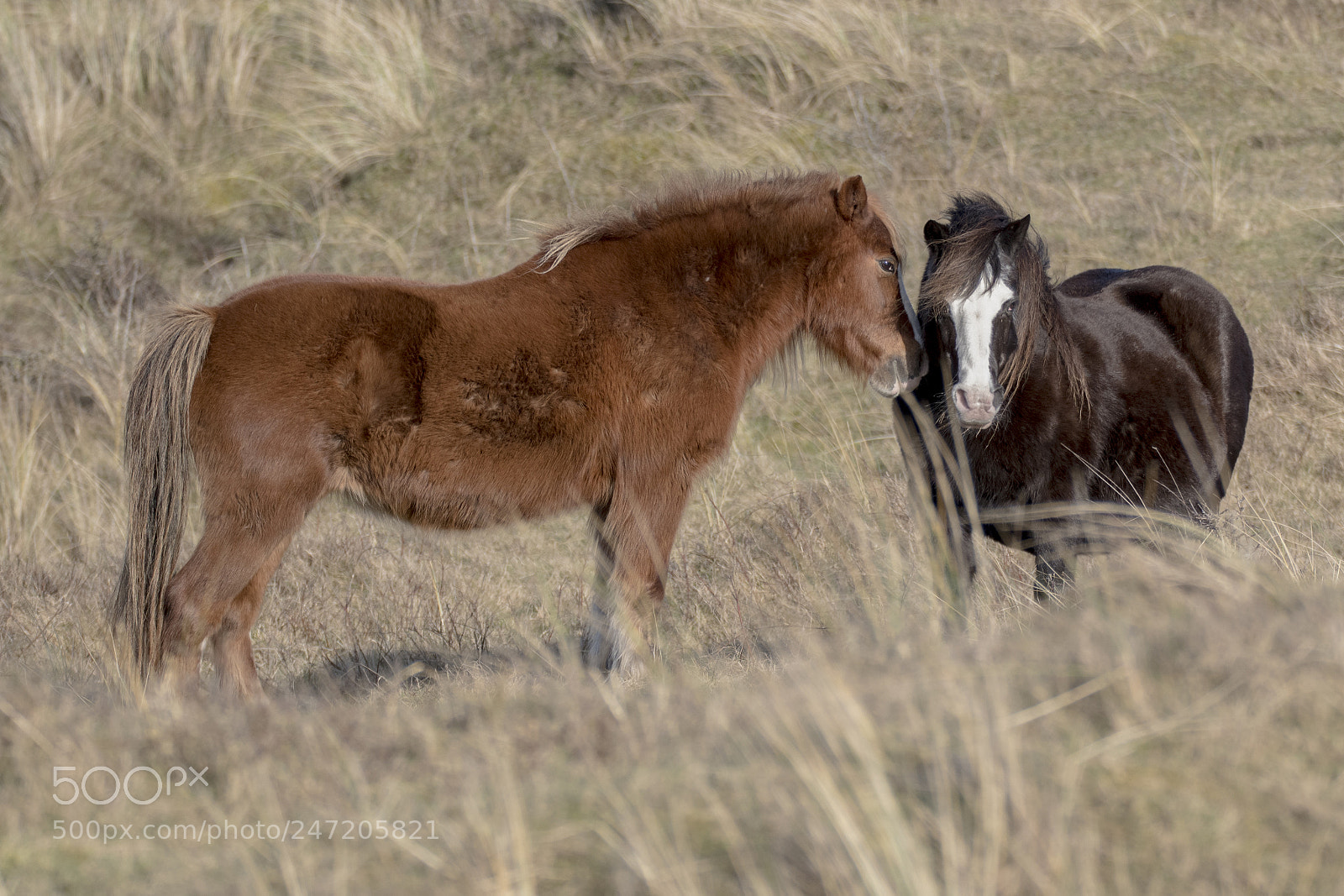 Nikon D500 sample photo. Shetland pony photography