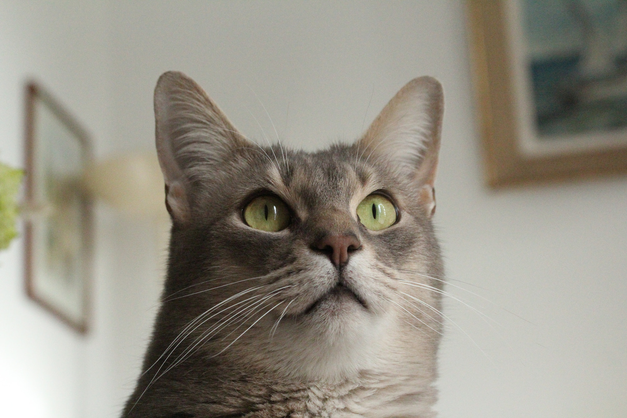 Canon EF-S 60mm F2.8 Macro USM sample photo. Img photography