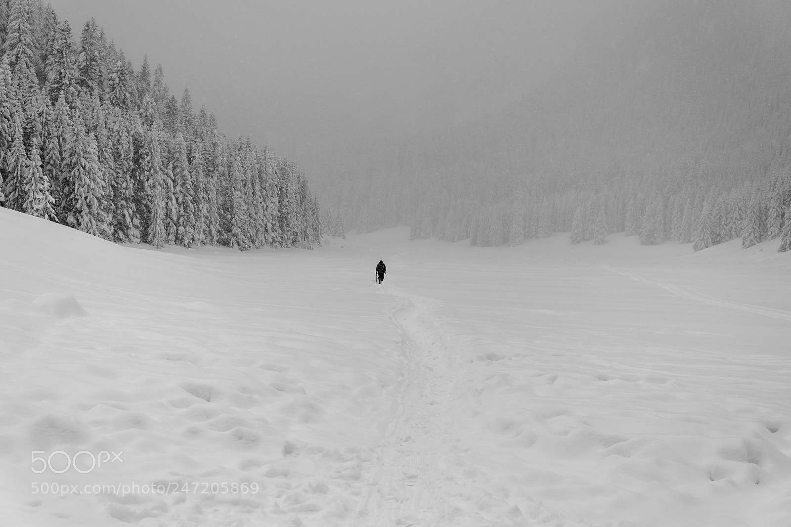Nikon D5300 sample photo. Winter path photography