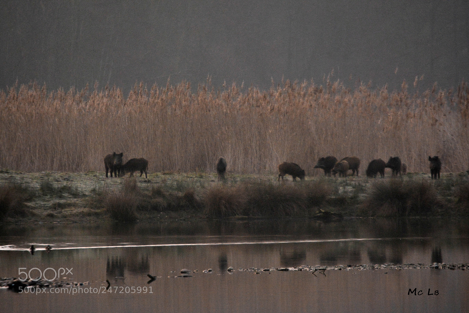 Nikon D7100 sample photo. Walk at dawn photography
