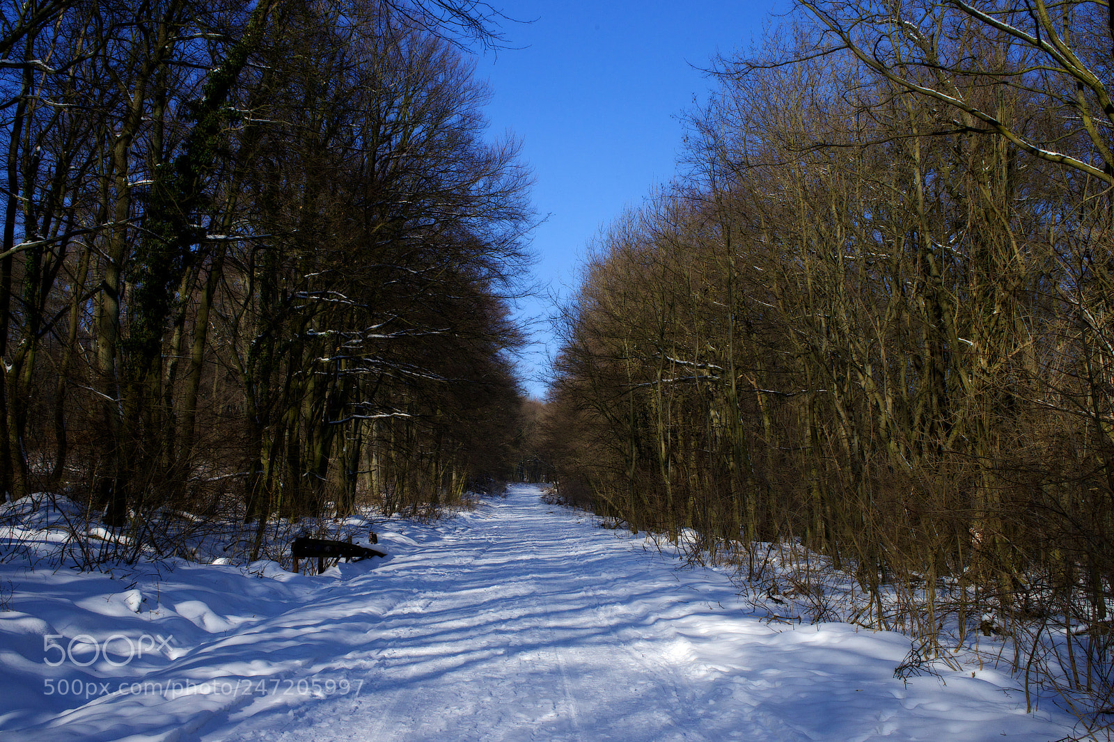 Sony a7 sample photo. Wellcome into forrest photography