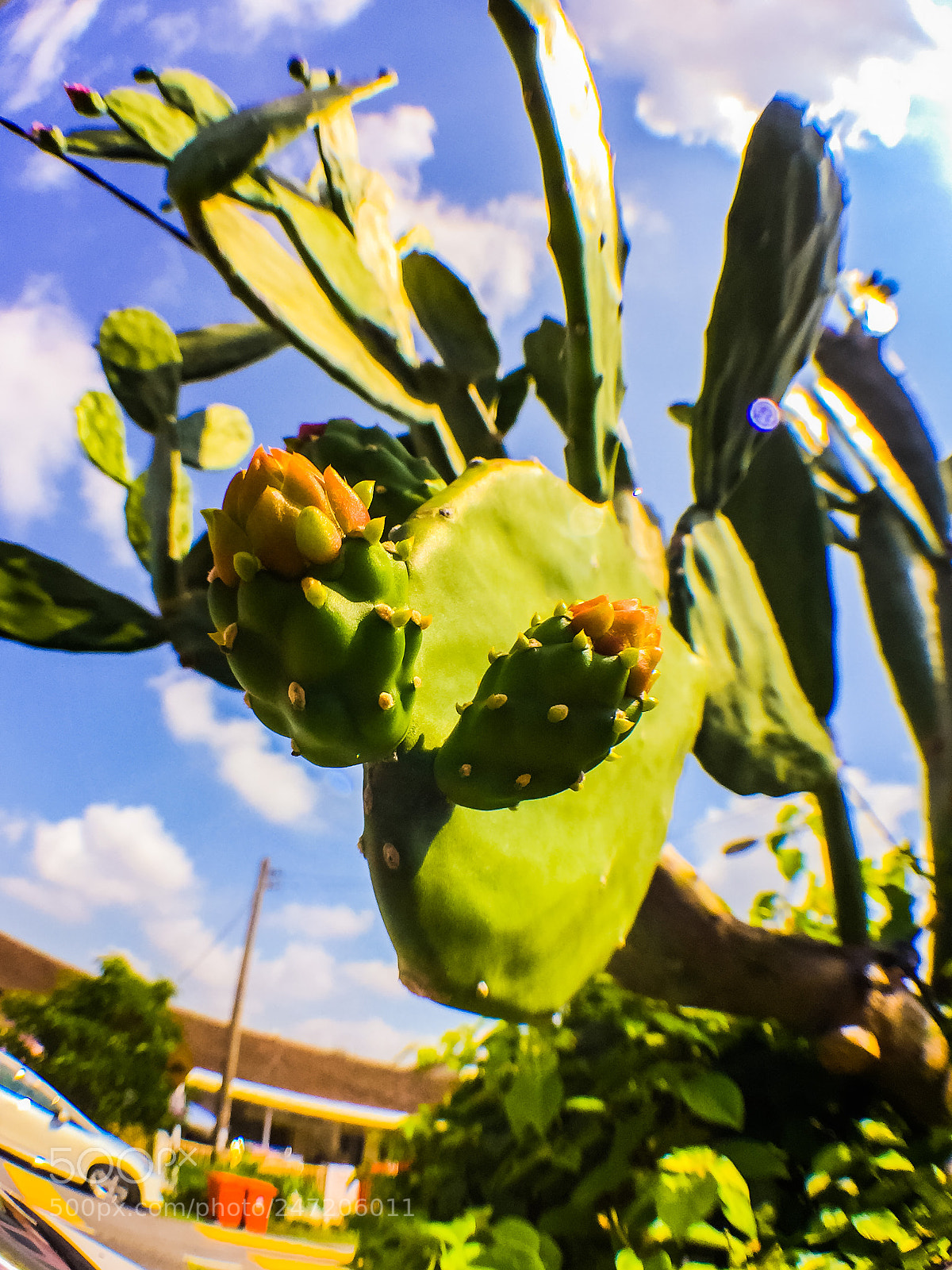 Apple iPhone 6 Plus sample photo. Cactus photography