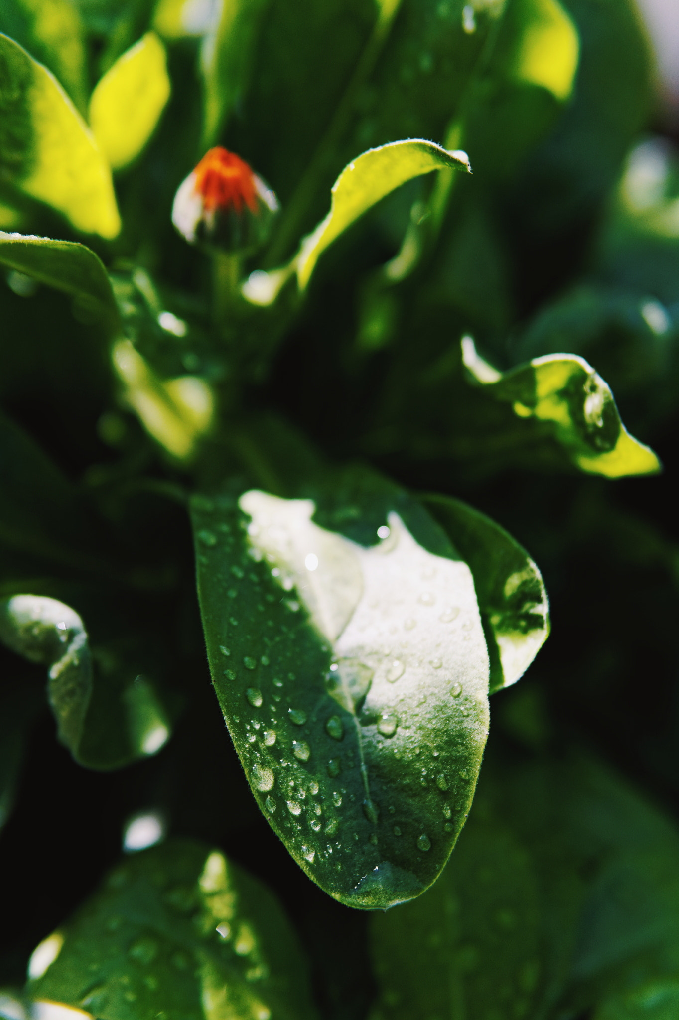 Sigma 30mm F1.4 DC DN | C sample photo. Drops photography