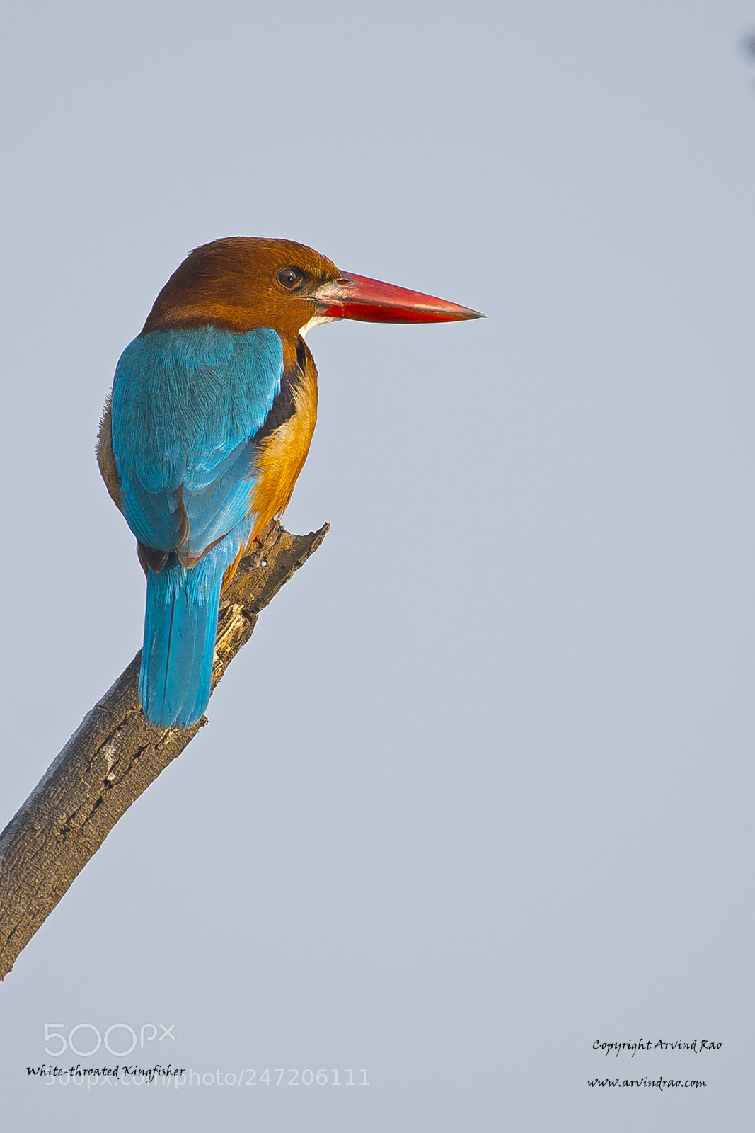 Nikon D7200 sample photo. Kingfisher photography