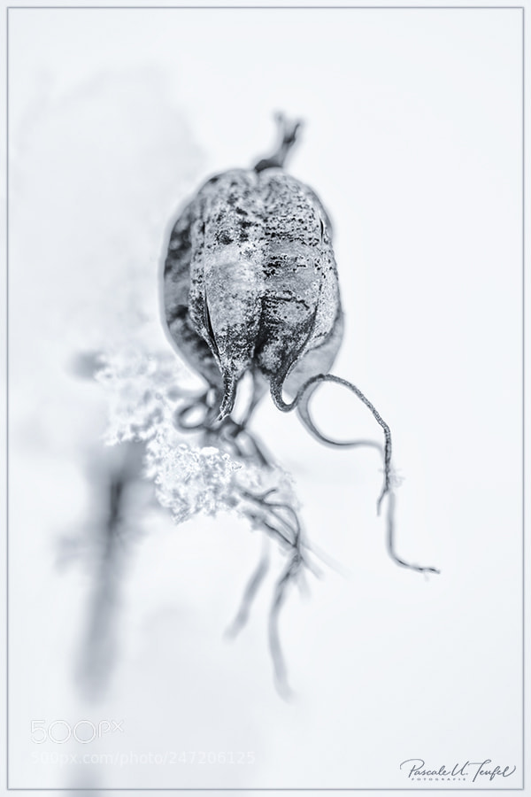 Nikon D5200 sample photo. Freezing cold photography