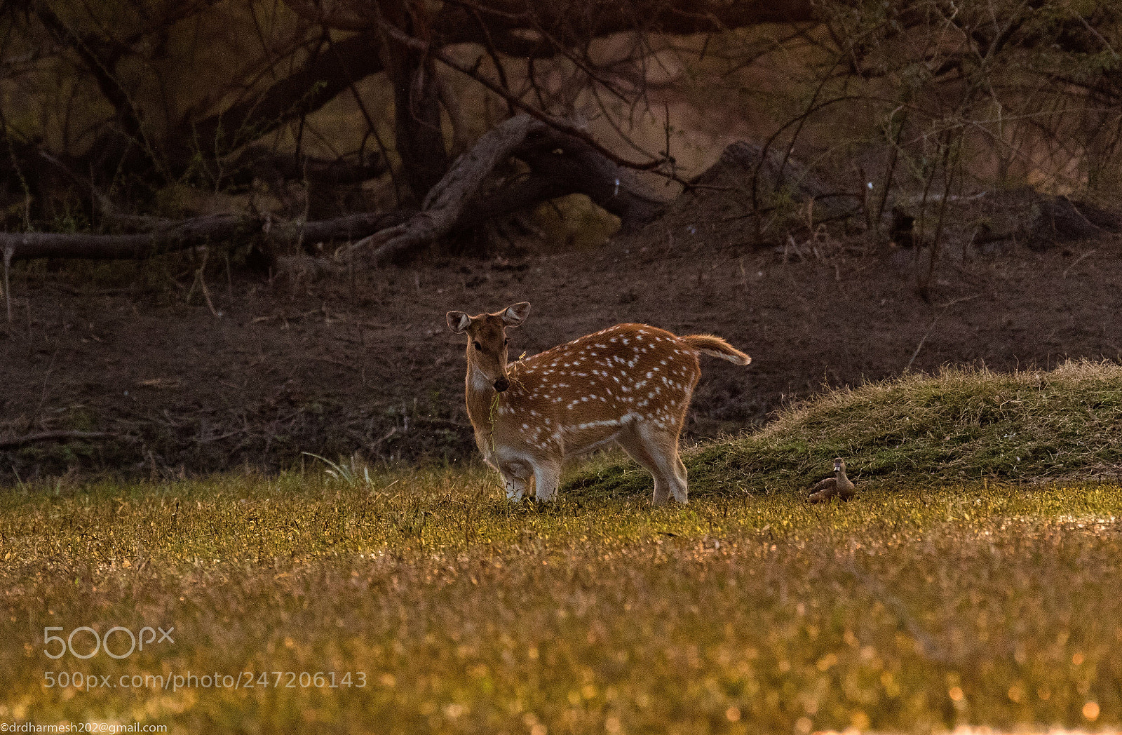 Canon EOS 7D Mark II sample photo. Bharatpur,india photography