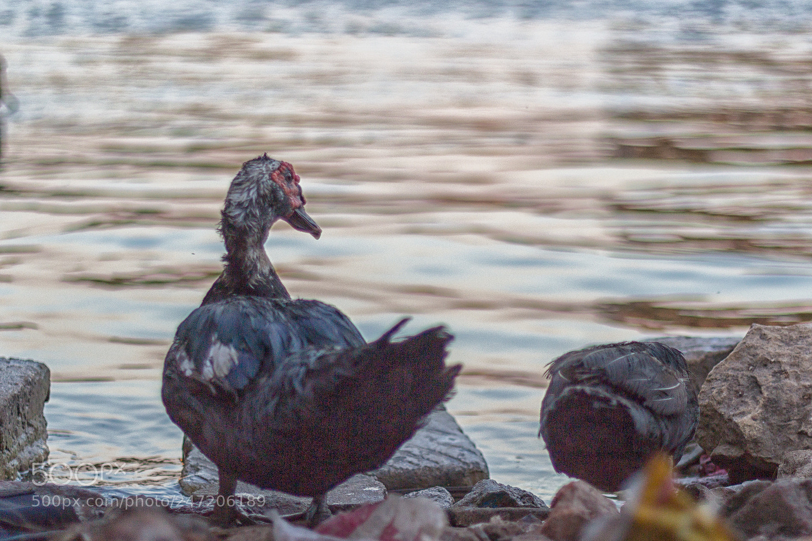Canon EOS 600D (Rebel EOS T3i / EOS Kiss X5) sample photo. Duck at nile river photography
