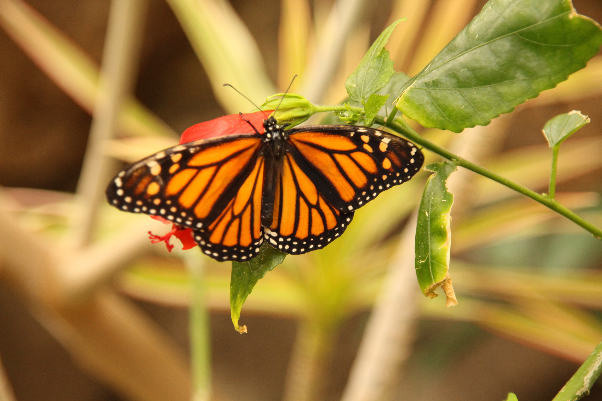 Canon EOS 700D (EOS Rebel T5i / EOS Kiss X7i) + Sigma 18-200mm f/3.5-6.3 DC OS sample photo. The buttyerfly on the red flower photography