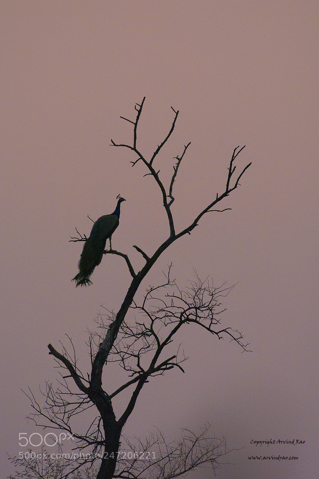 Nikon D7200 sample photo. Peacock scape photography