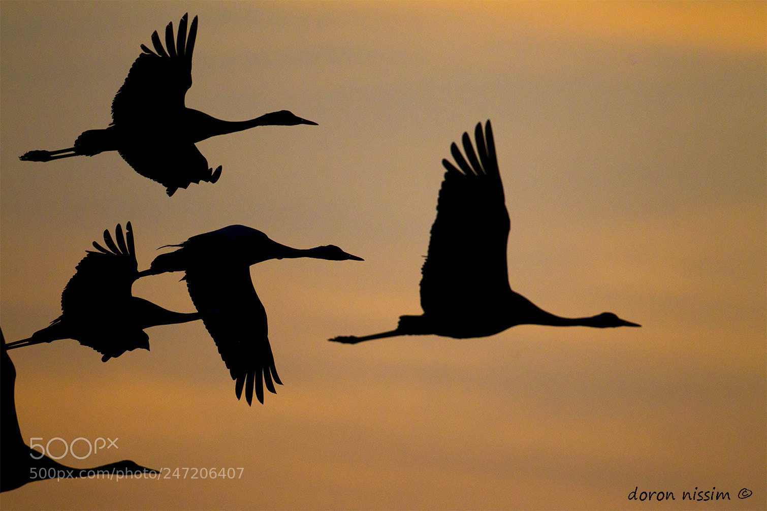 Canon EOS-1D Mark IV sample photo. Cranes photography
