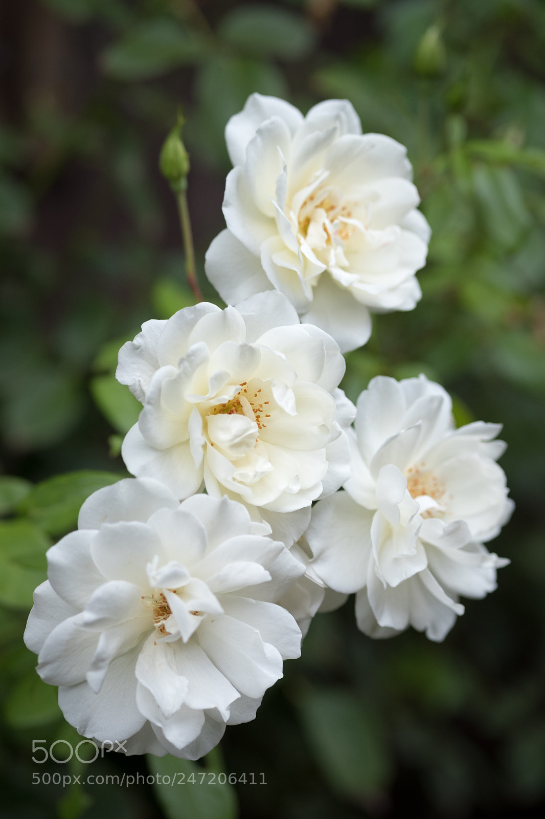 Fujifilm X-T2 sample photo. Roses photography