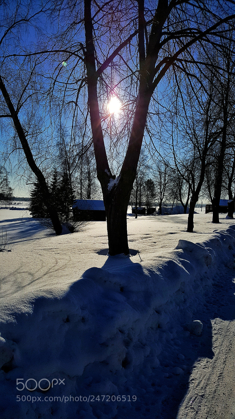 Samsung Galaxy S6 sample photo. Sun and tree photography