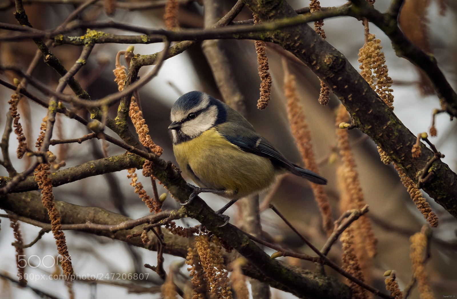 Nikon D850 sample photo. The common blue tit photography