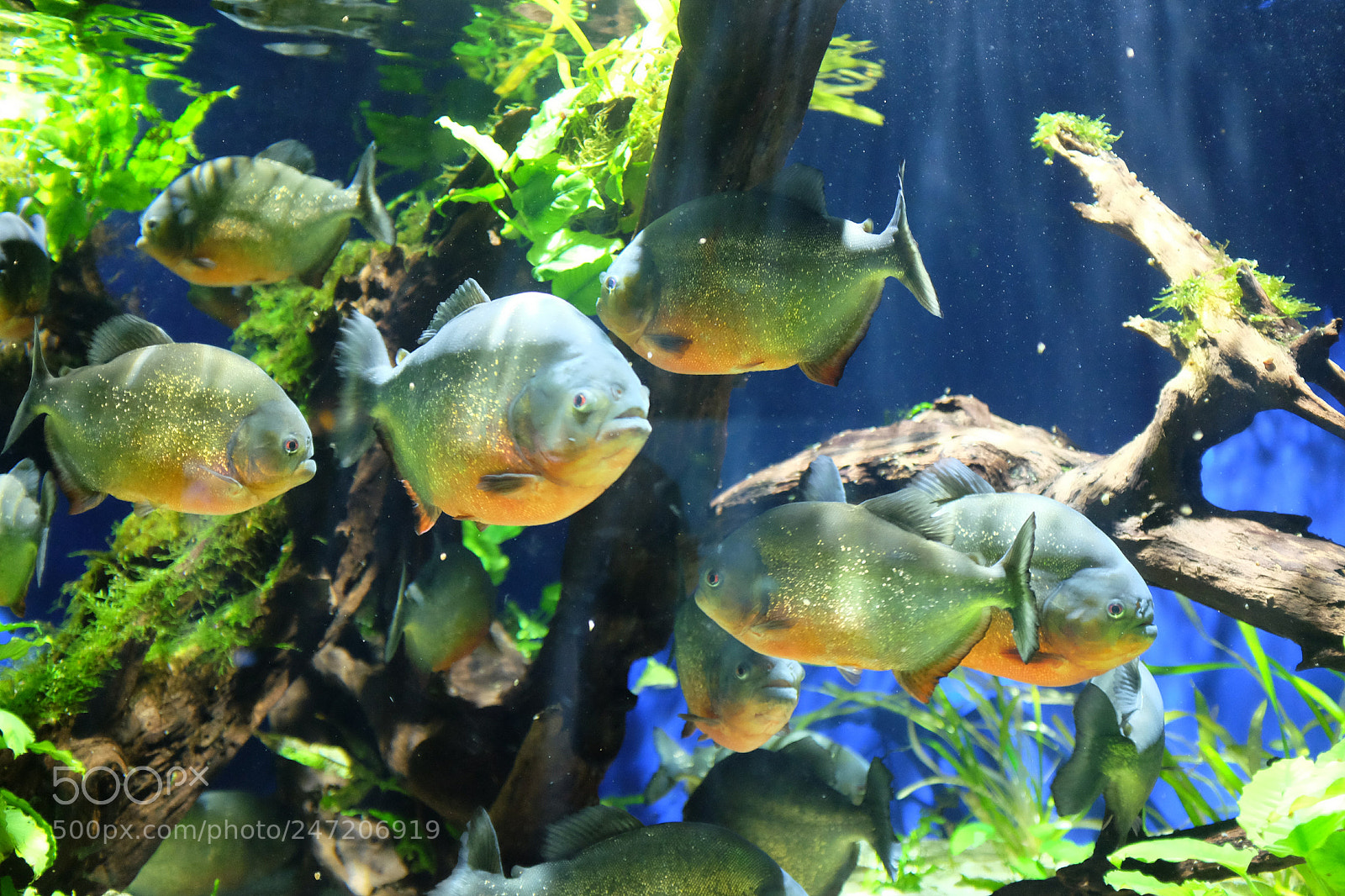 Fujifilm X100T sample photo. Piranha photography
