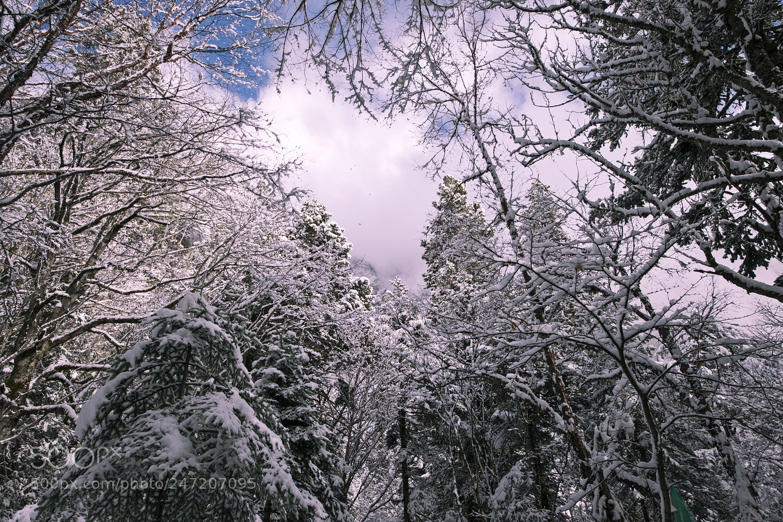Nikon D800 sample photo. Snow photography