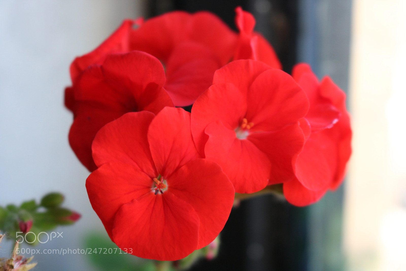 Canon EOS 750D (EOS Rebel T6i / EOS Kiss X8i) sample photo. Graniums photography