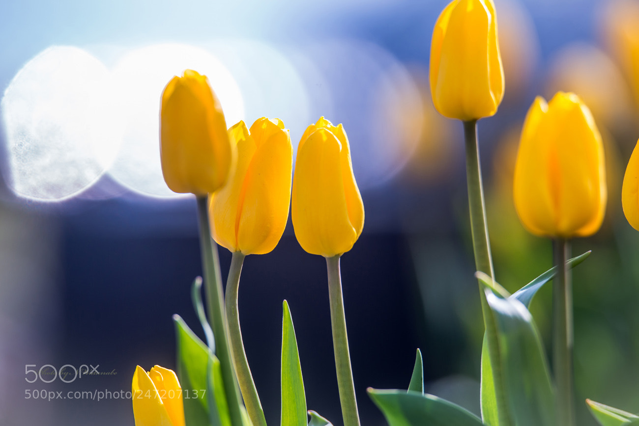 Nikon D800 sample photo. Winter tulips photography