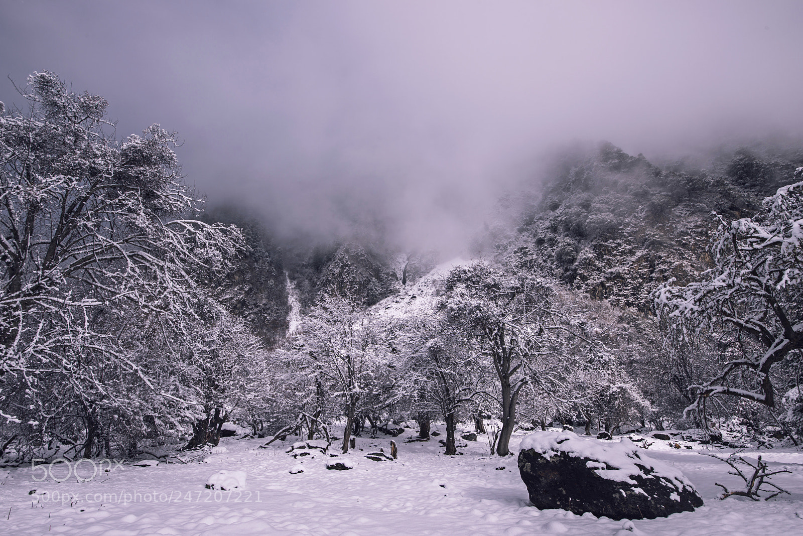 Nikon D800 sample photo. Snow photography