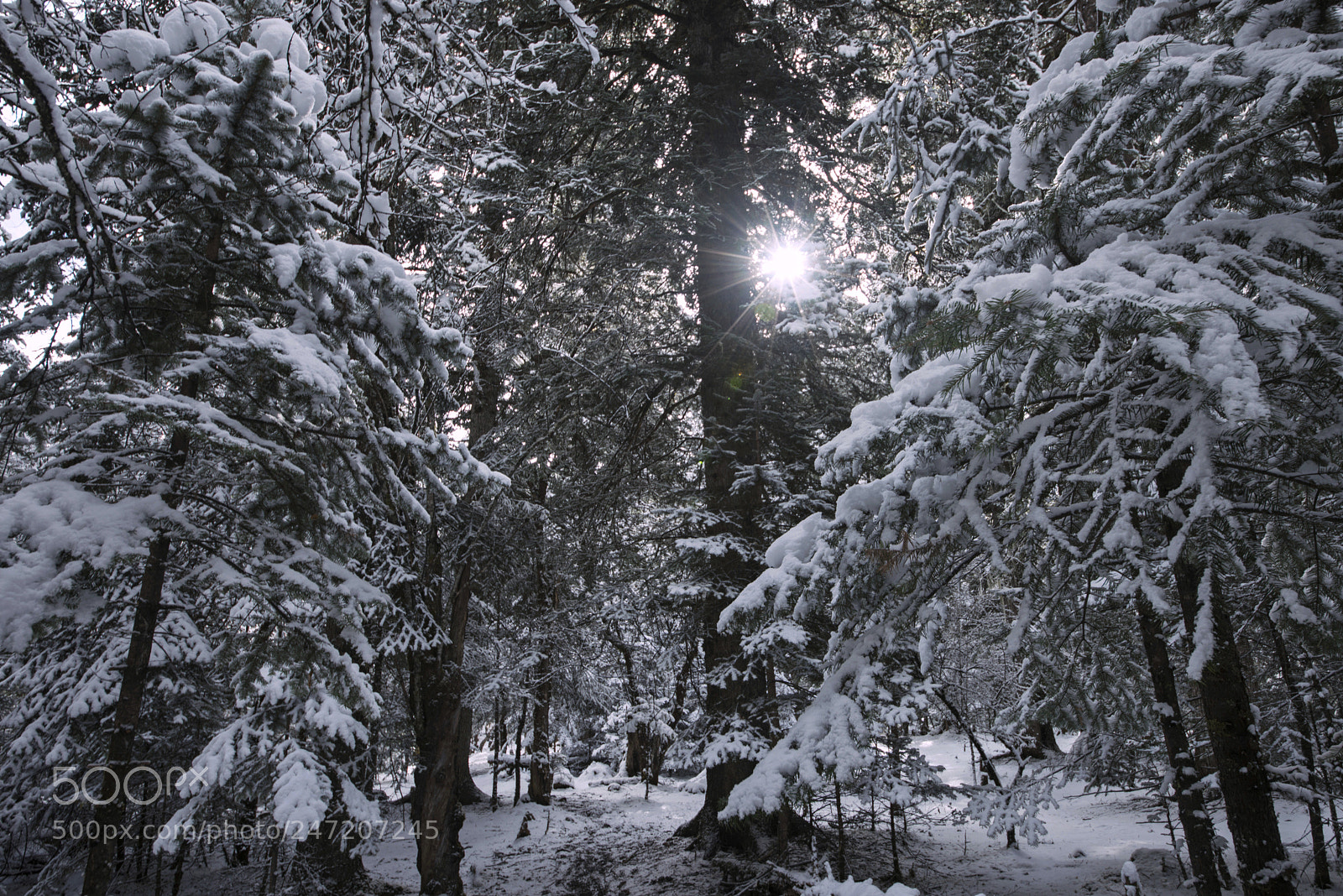 Nikon D800 sample photo. Snow photography