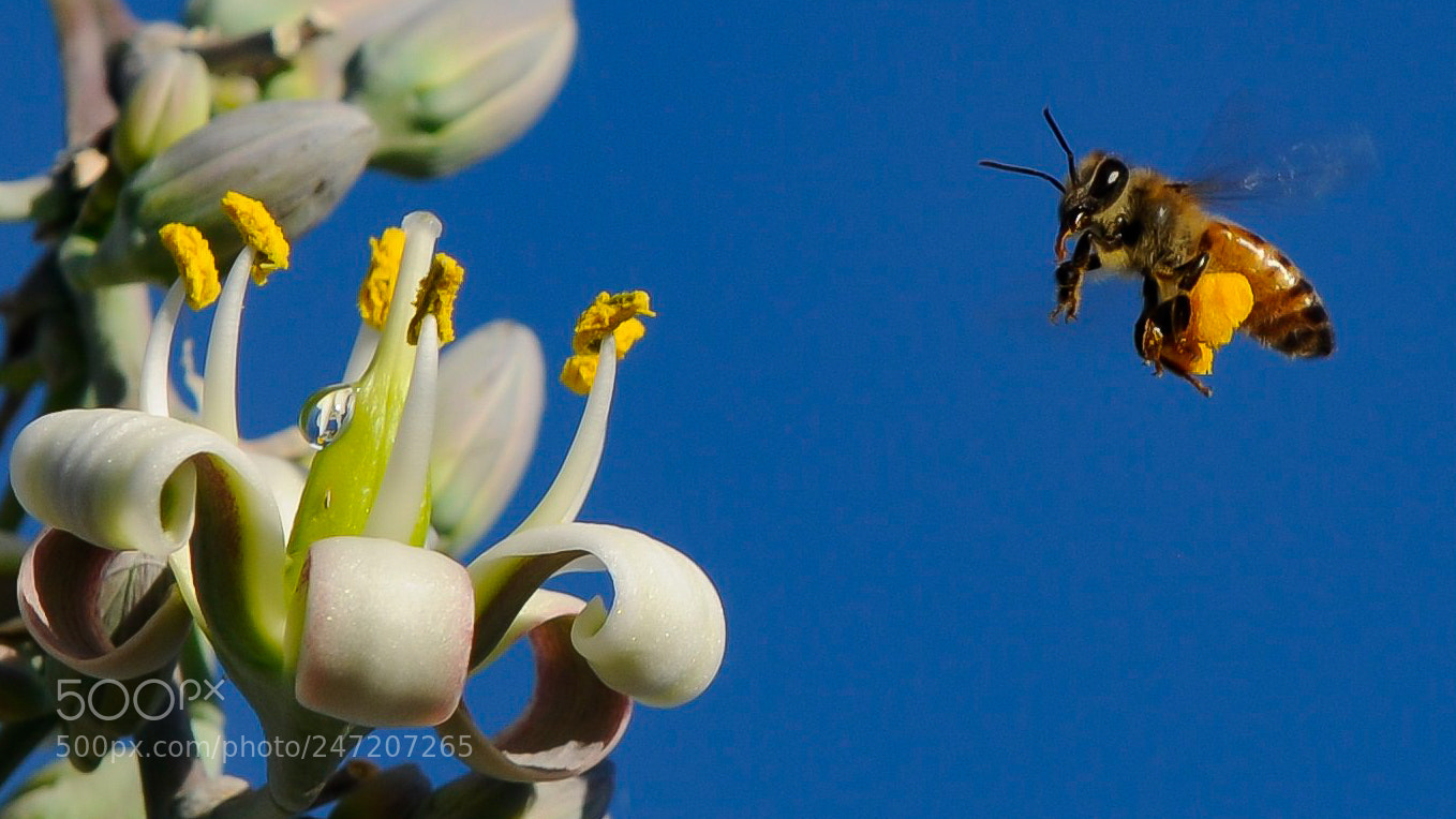 Nikon D300 sample photo. Busy bee photography
