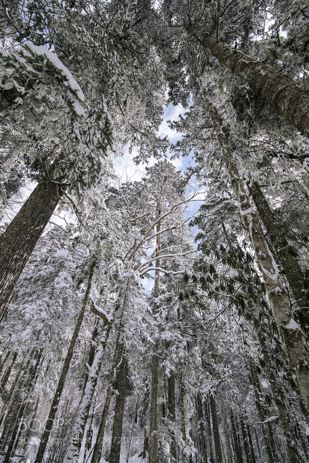 Nikon D800 sample photo. Snow photography