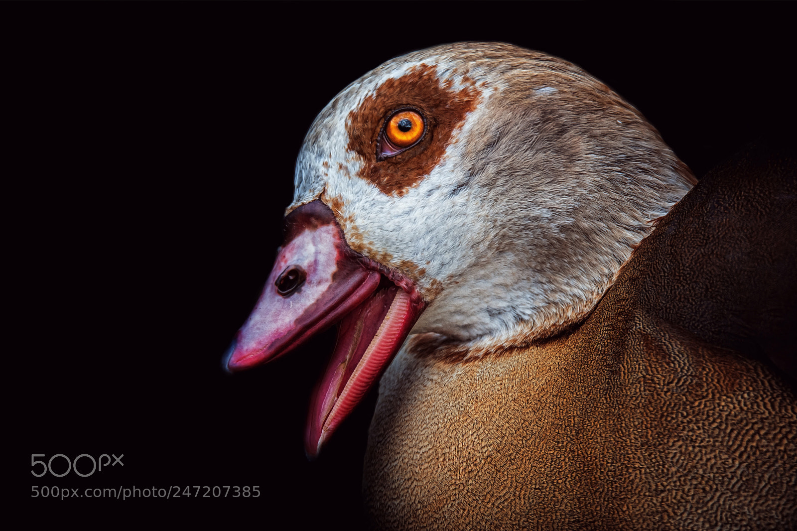 Nikon D7100 sample photo. Egyptian goose photography