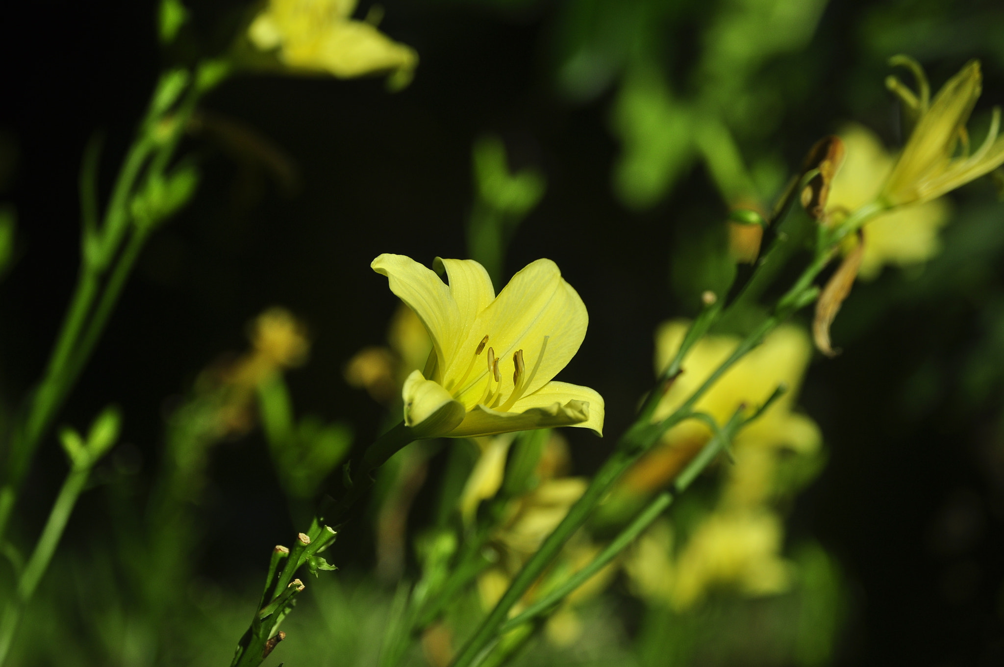 Nikon D5000 sample photo. Yellow photography