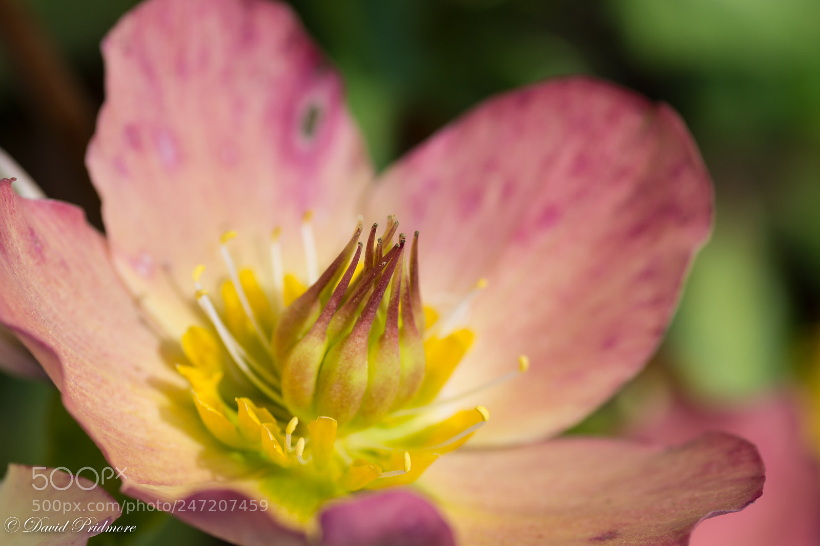 Nikon D7200 sample photo. Pink photography
