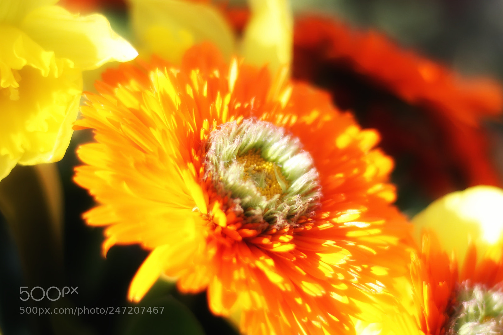 Canon EOS 77D (EOS 9000D / EOS 770D) sample photo. The art of nature photography