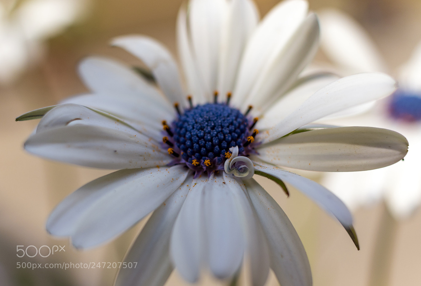 Canon EOS 77D (EOS 9000D / EOS 770D) sample photo. Flower in garden photography