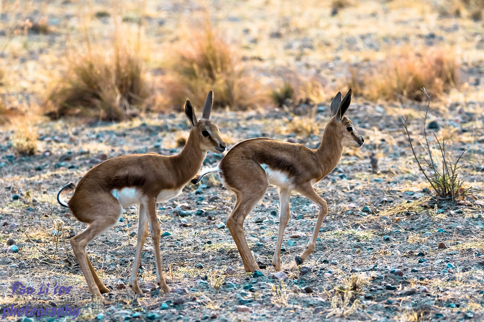 Canon EOS 7D Mark II sample photo. B b s kudu photography