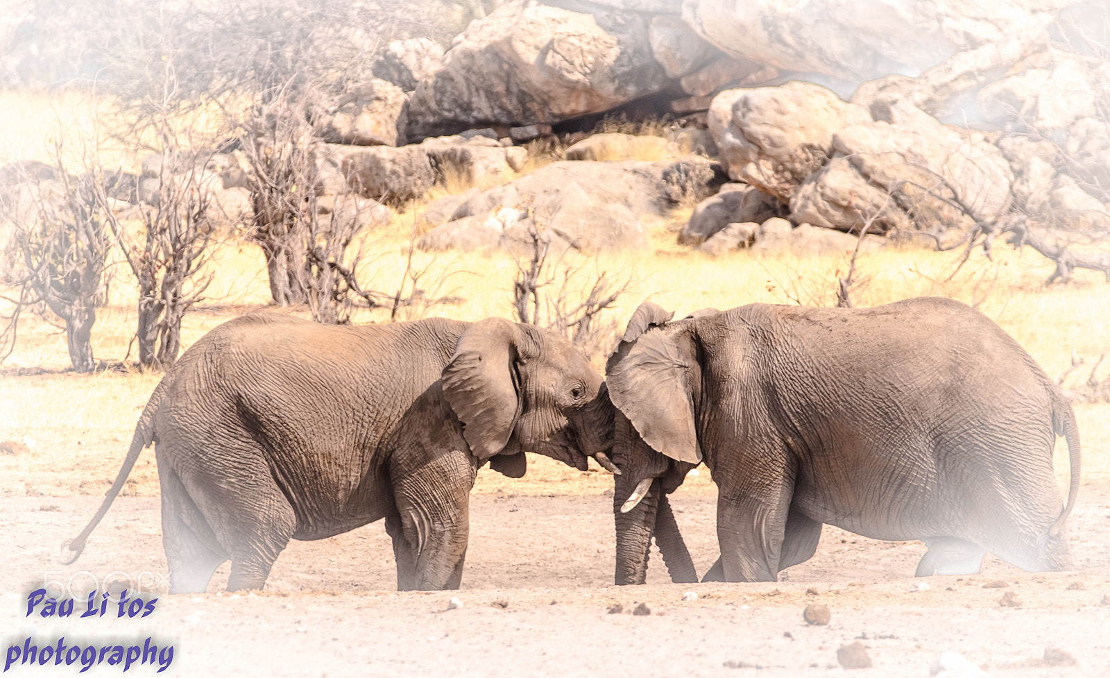 Canon EOS 7D Mark II sample photo. Chamailleries d'eléphants namibie photography
