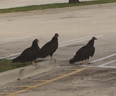 Apple iPhone 6 sample photo. Birds of prey taking photography