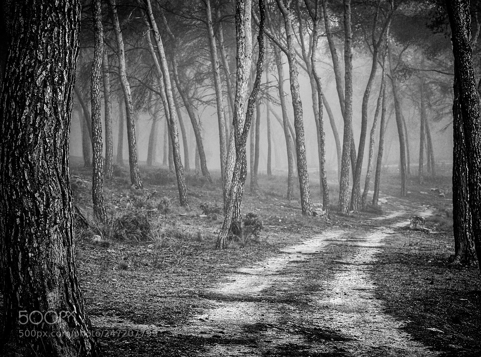 Olympus OM-D E-M1 Mark II sample photo. Road in the fog photography