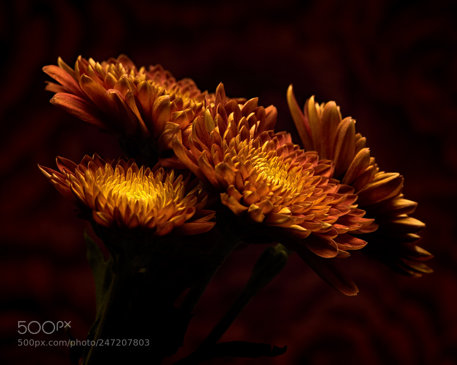 Nikon D810 sample photo. Autumn mum group photography