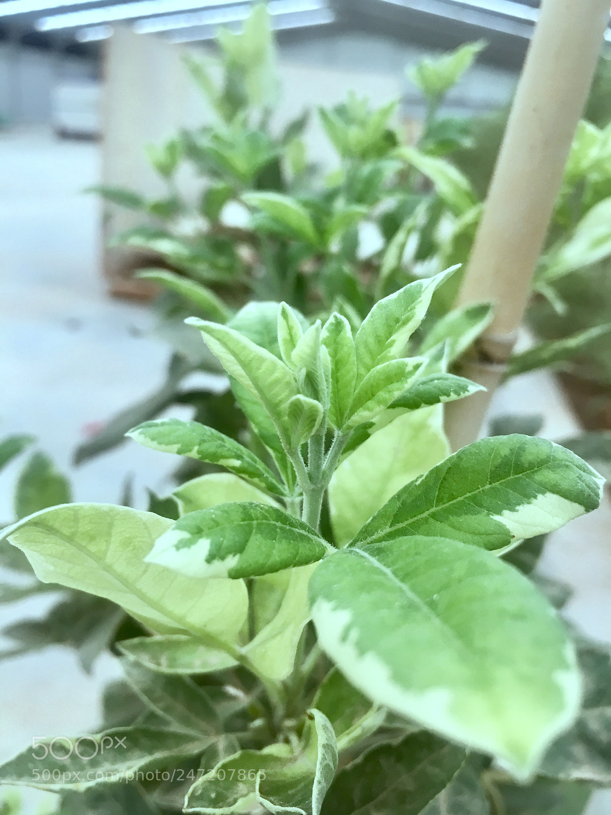 Apple iPhone 6s sample photo. Untitled photography