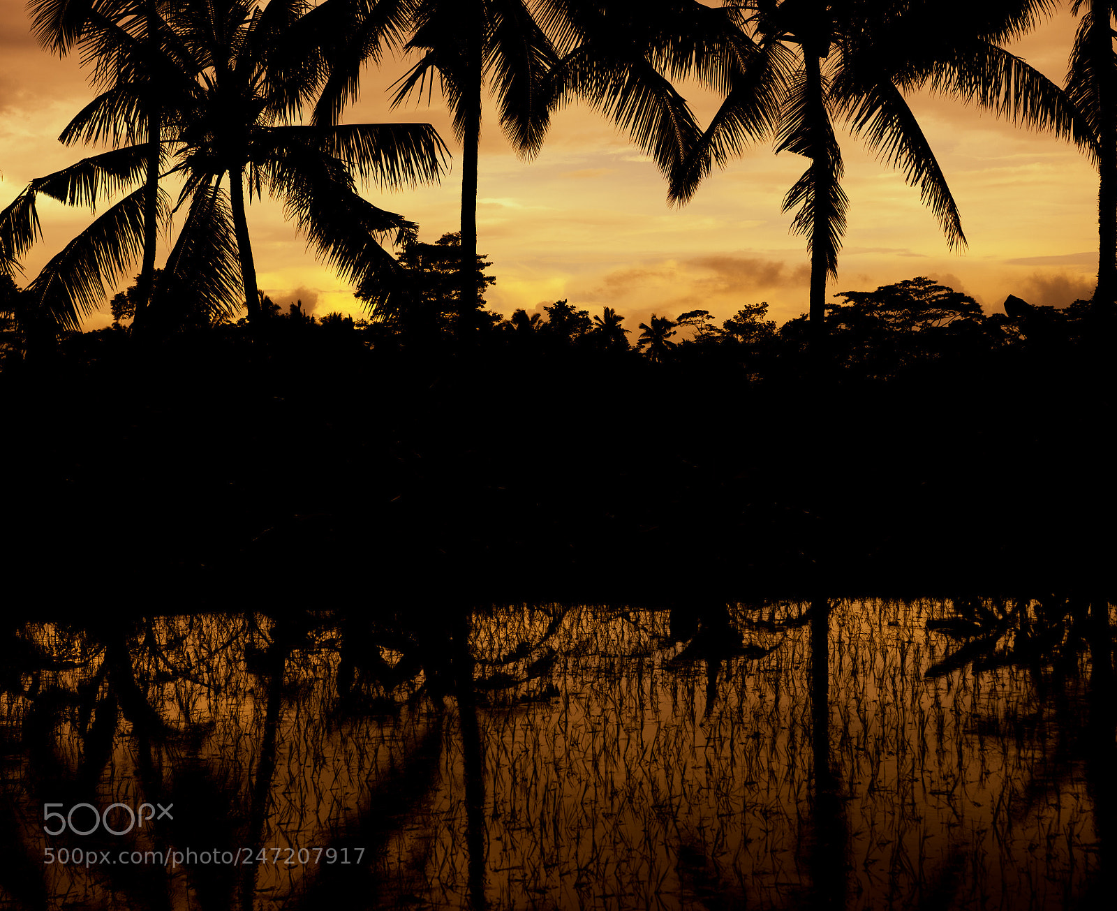 Sony a7 sample photo. Sun rice photography
