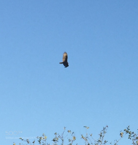 Apple iPhone 6 sample photo. Bird of prey flying photography
