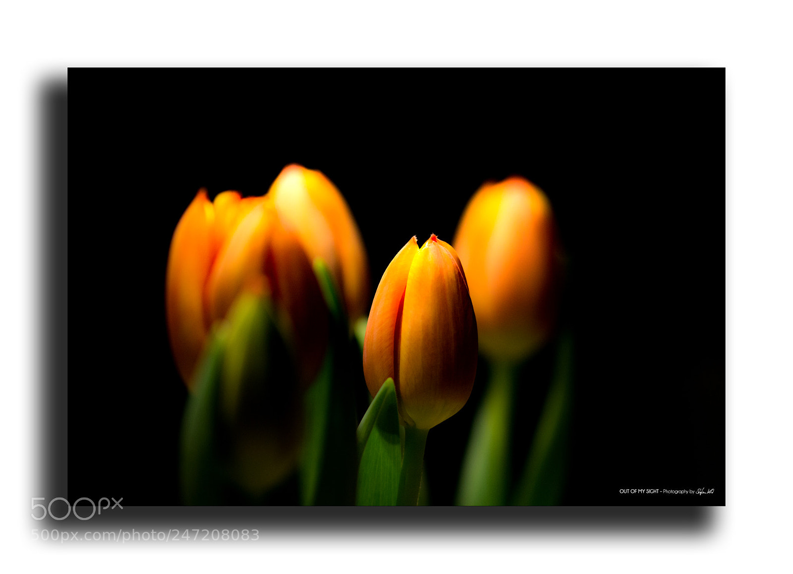 Canon EOS 600D (Rebel EOS T3i / EOS Kiss X5) sample photo. - some tulips - photography