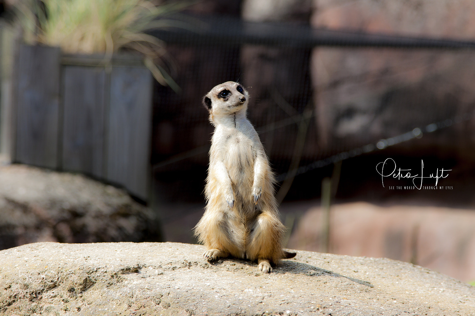 Canon EOS 50D sample photo. Whois photography