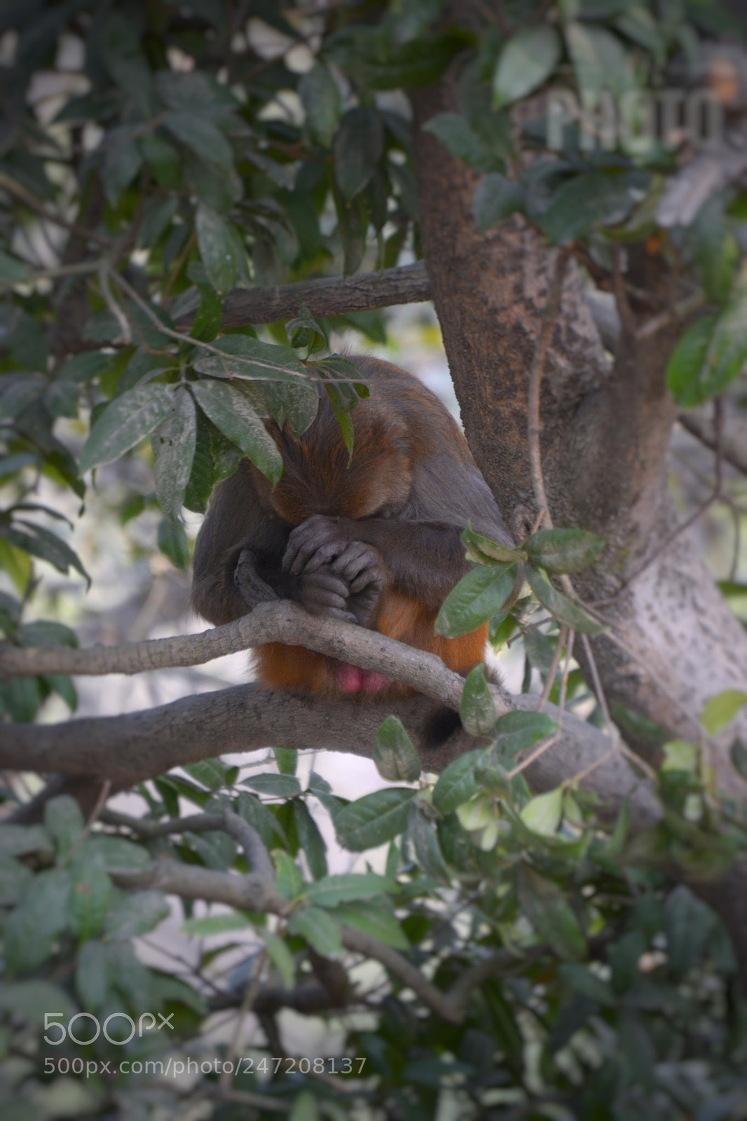 Nikon D3100 sample photo. Naping monkey photography