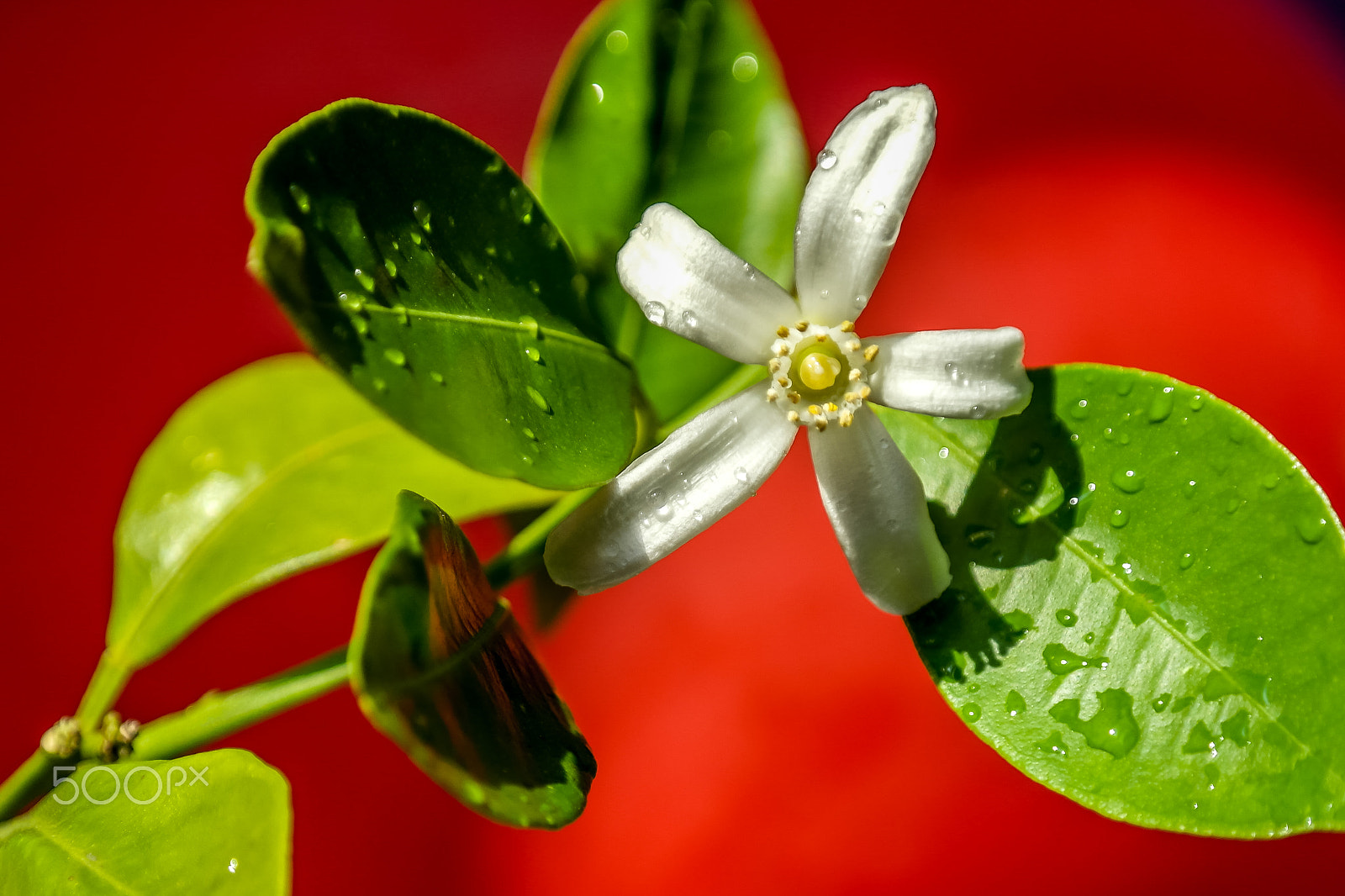 Samsung NX1100 sample photo. Calamondin orange tree flower photography