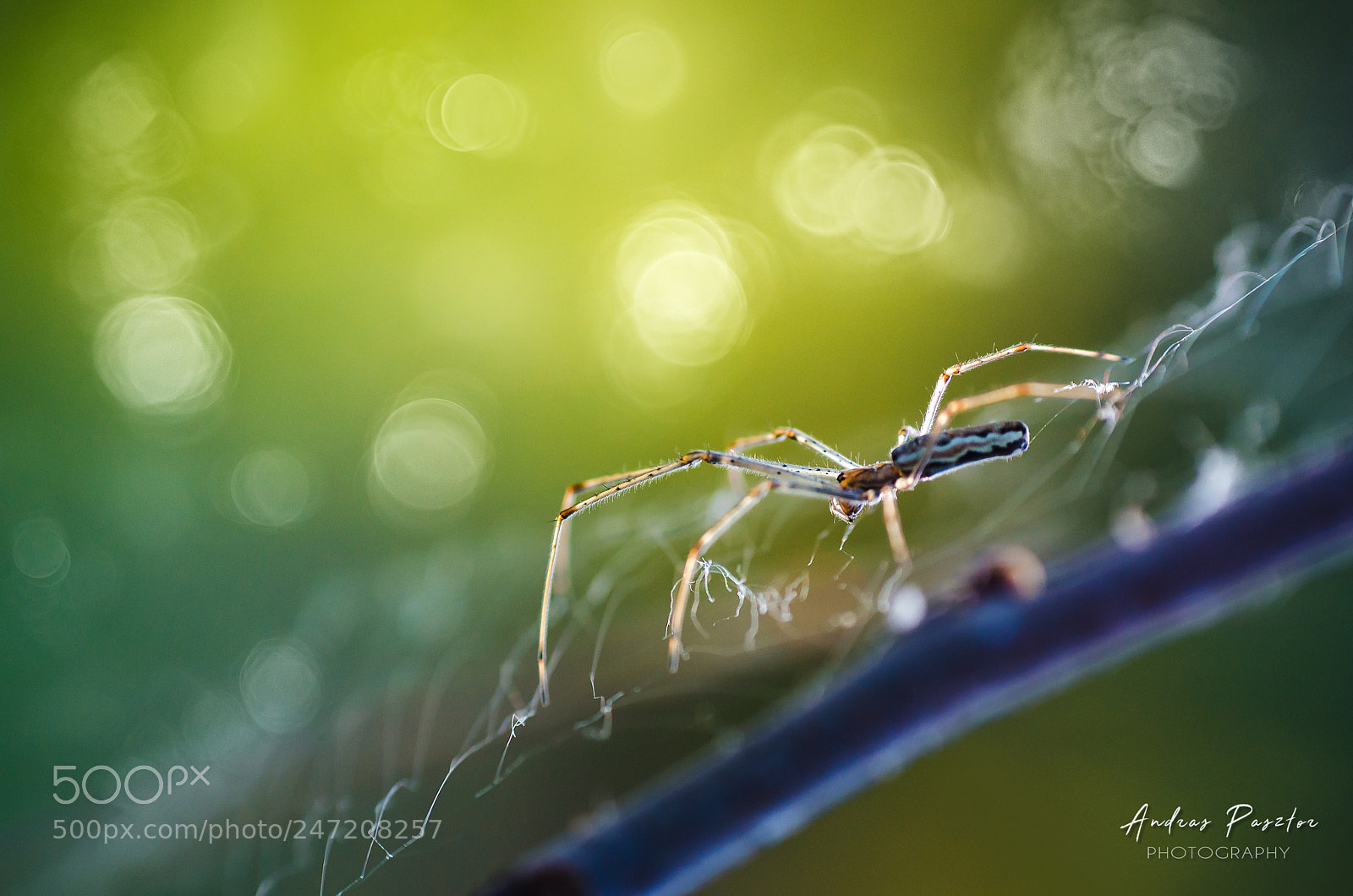 Nikon D5100 sample photo. Spidee photography