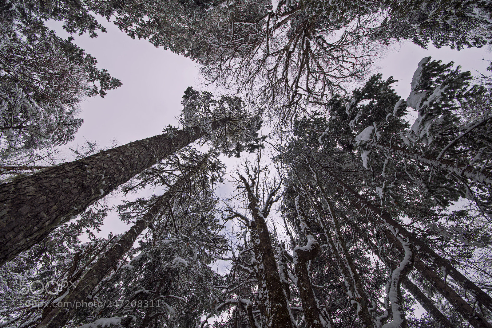 Nikon D800 sample photo. Snow photography