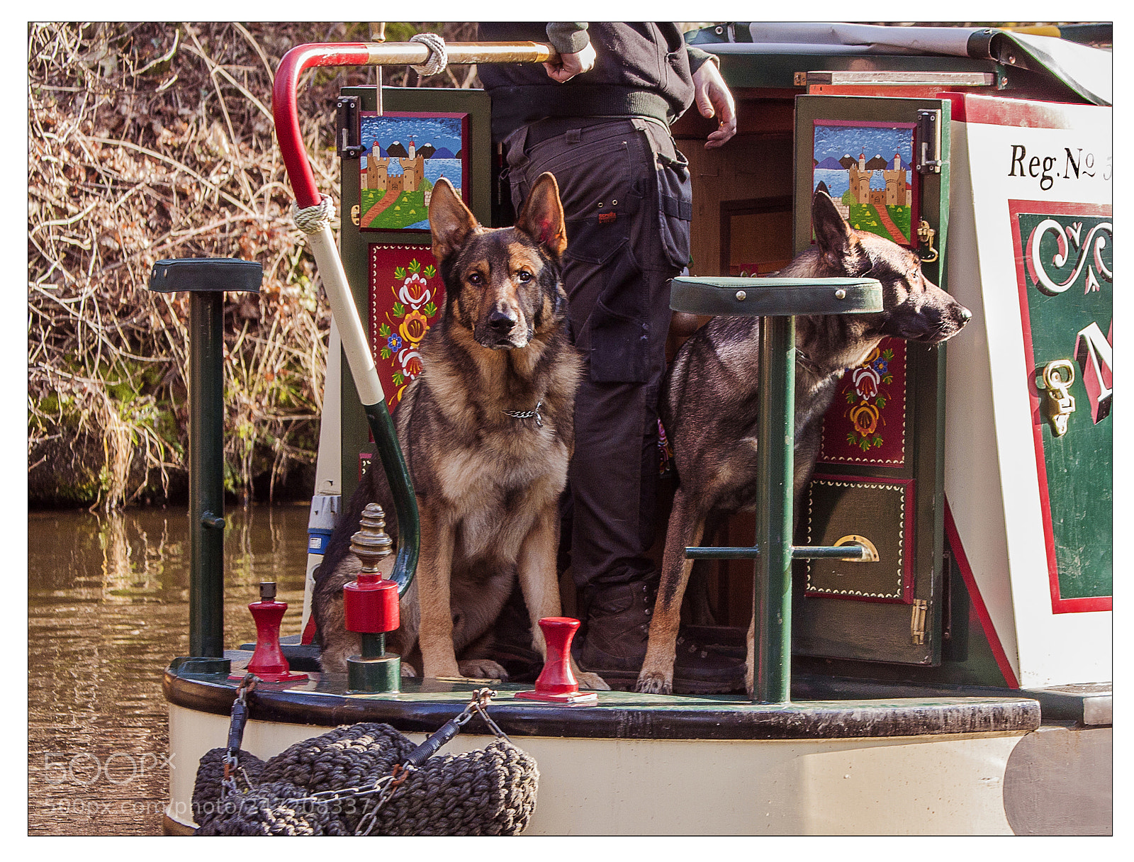 Canon EOS 40D sample photo. Dog watch photography