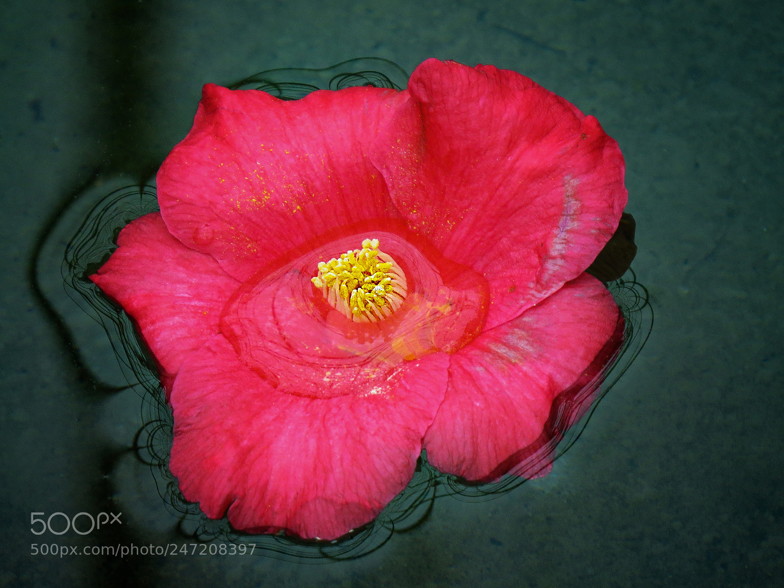Canon PowerShot SX50 HS sample photo. Floating camelia flower photography