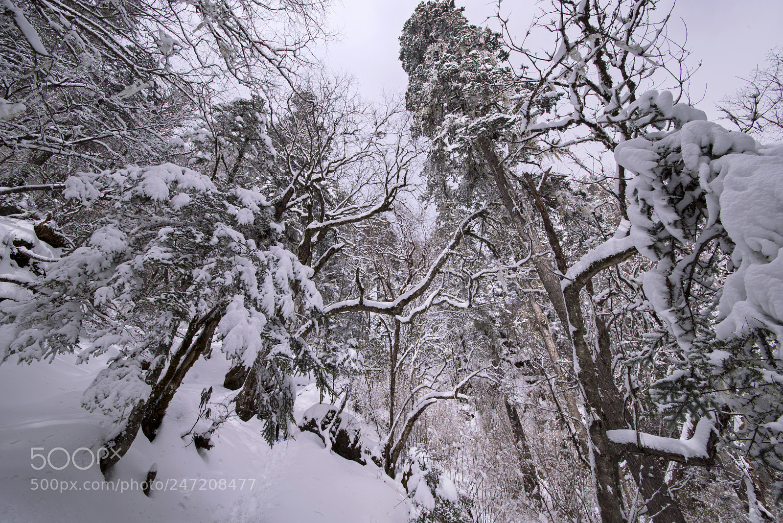 Nikon D800 sample photo. Snow photography