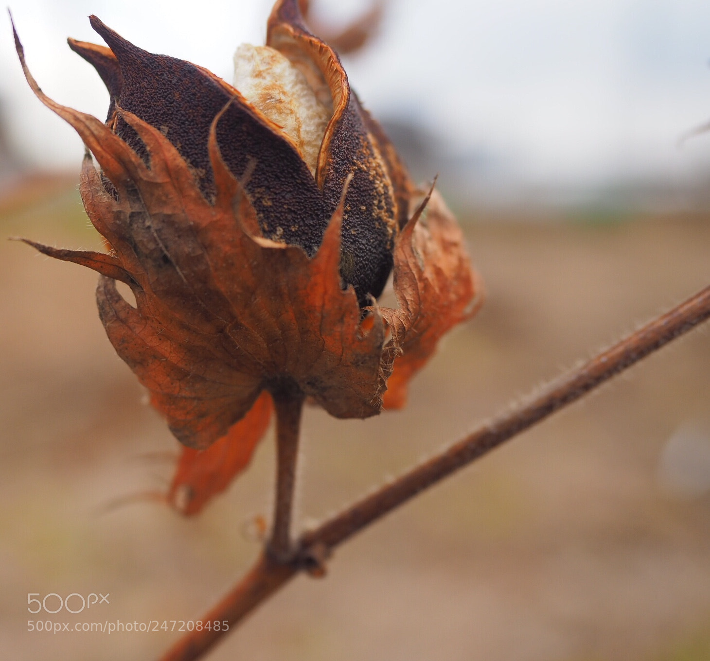 Olympus OM-D E-M10 II sample photo. Cotton flower in winter photography