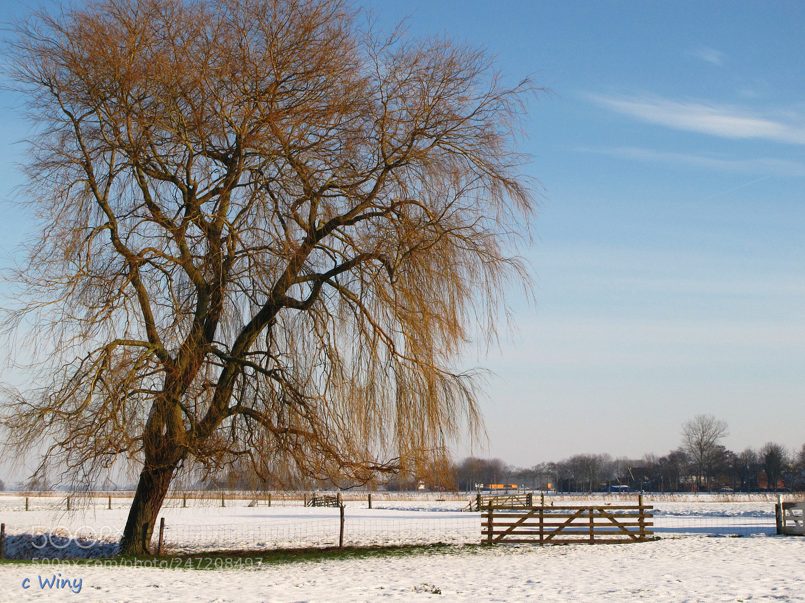 Canon PowerShot G11 sample photo. Lonely tree in the photography