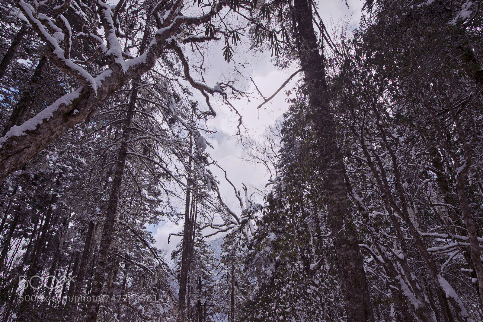 Nikon D800 sample photo. Snow photography